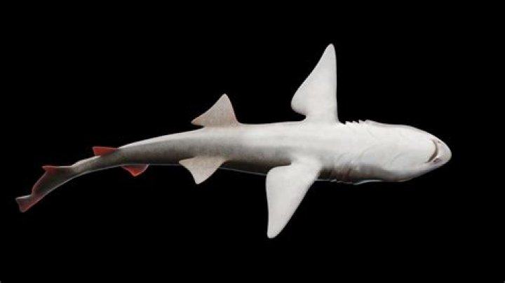 'Virgin Birth' Of Smoothhound Shark In All-Female Tank Astounds Scientists