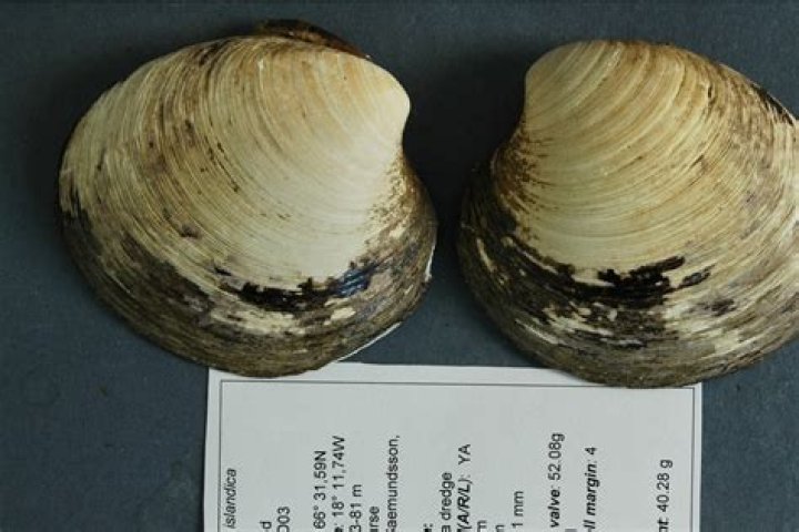 507-Years-Old And World's Oldest-Recorded Animal