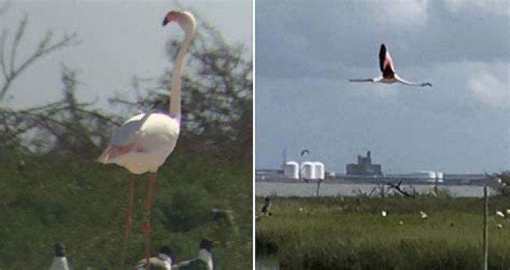 A Flamingo That Escaped From Kansas Zoo In 2005 Was Spotted In Texas