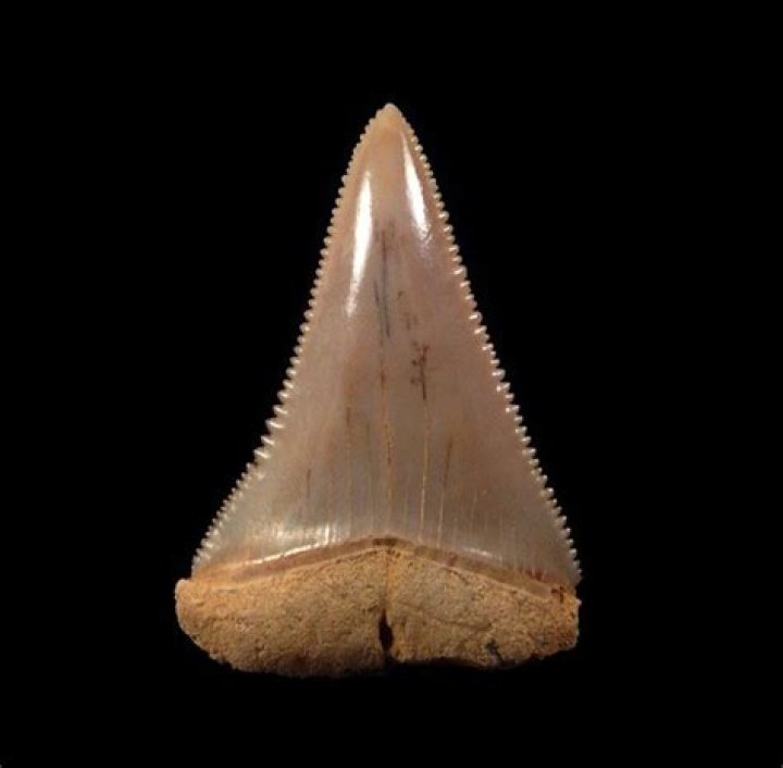 Amateur Fossil Hunter Stumbles Upon 25 Million-Year-Old Mega-Shark Teeth