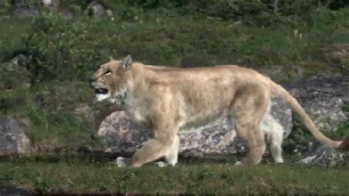 An Extinct Cave Lion Species May Be Brought Back to Life