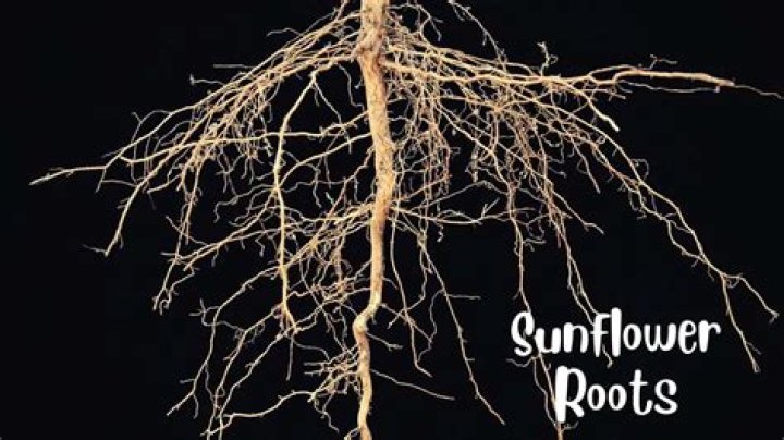 Black Thought Net Worth 2024: What Is The Roots Legend Worth?