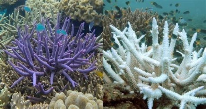Coral Bleaching At The Great Barrier Reef In 25 Startling Photos