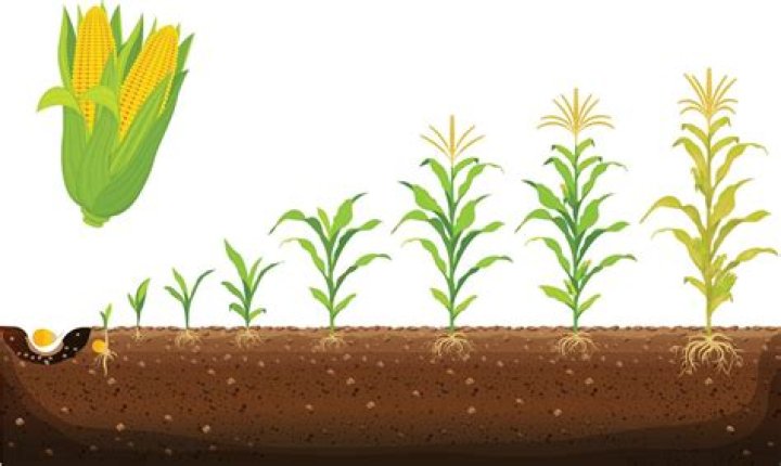 ¿La crema de maíz es saludable? – Celebrity.fm