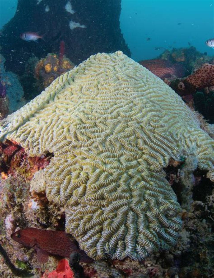 ¿Las langostas comen sangre? – Celebrity.fm