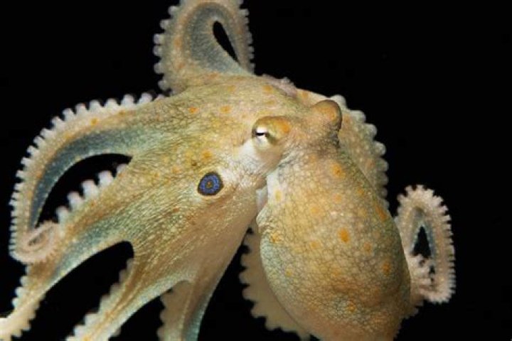 Octopuses On MDMA Act Just Like Humans On MDMA, Study Says