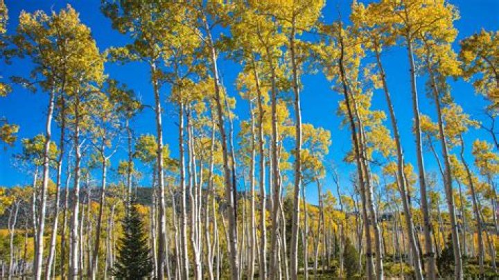 Pando, The Tree Colony That's The Heaviest Organism On Earth