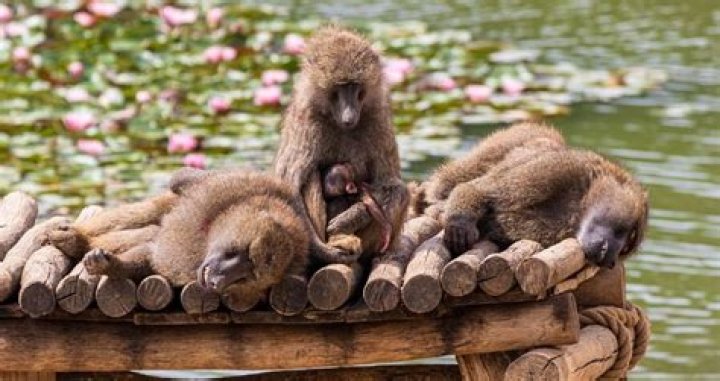 Prehistoric Monkeys Crossed The Atlantic On Rafts 30 Million Years Ago