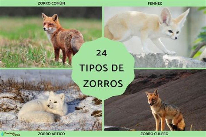 ¿Qué tipo de perro es el zorro y el sabueso?