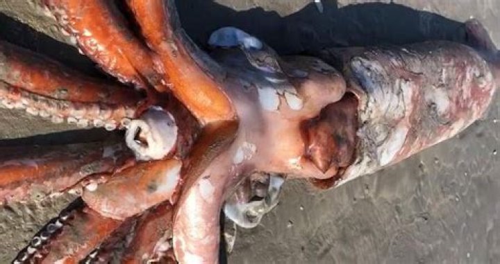 Rare 14-Foot Giant Squid Found On South African Beach
