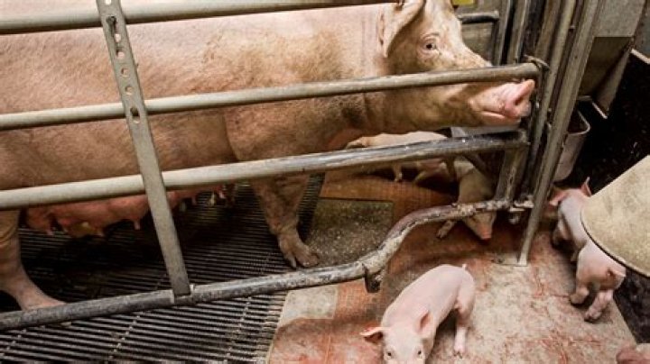 Russian Woman Eaten Alive By Pigs After Fainting, Falling Into The Sty