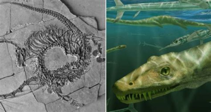 Scientists Discover Prehistoric Fossil Resembling Mythical Dragon