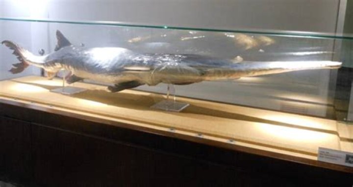 Scientists Have Declared The Prehistoric Chinese Paddlefish Species Extinct
