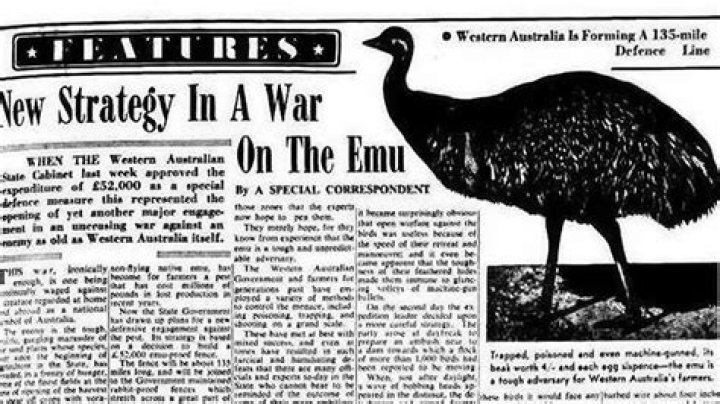 The Great Emu War Of 1932 And Australia's Futile Attempt To Eradicate Emus