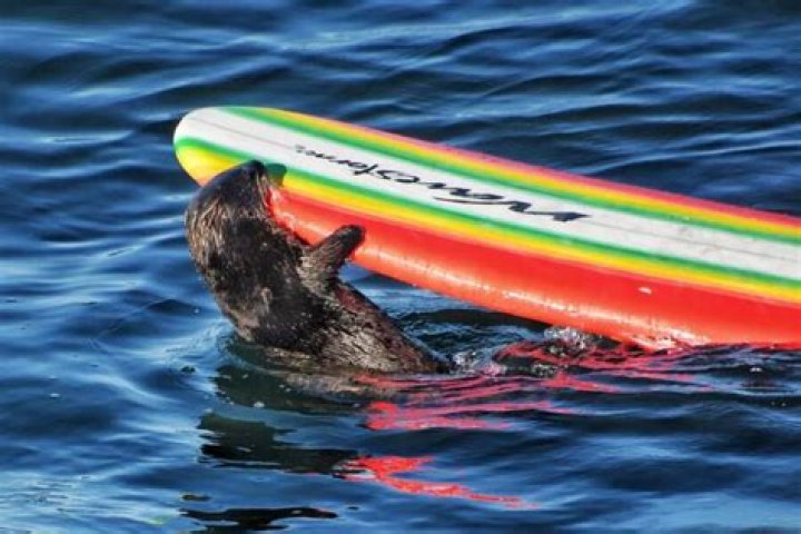 This Otter Has Been Terrorizing Surfers And Stealing Their Boards