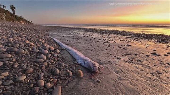 Thousands Of 'Penis Fish' Wash Ashore California Beach For Miles