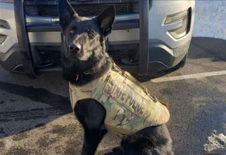 Vaughn Malloy, Wanted for Multiple Crimes, Shot Dead by Police in Stonington; K9 Broko Also Killed