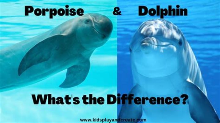 Why The Wholphin Is One Of The World's Rarest Hybrid Animals