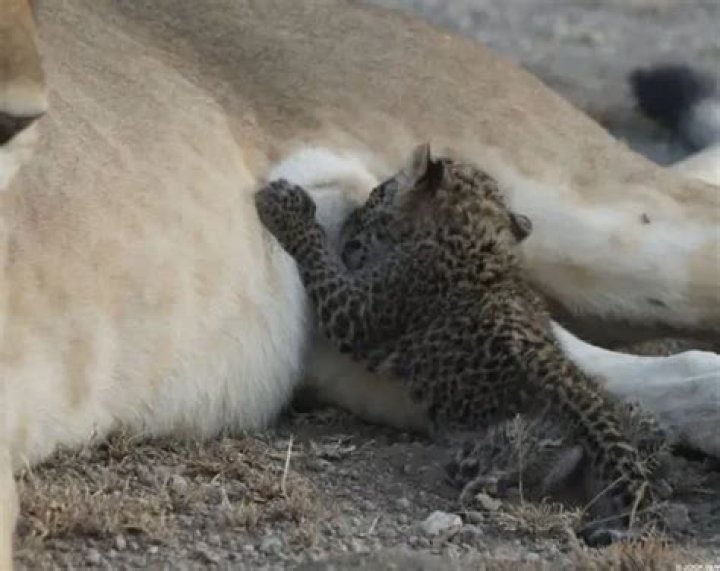 Wild Lioness Nursing Baby Leopard Captured On Camera For First Time